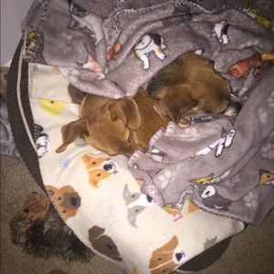 Meet your Posher, Brandy